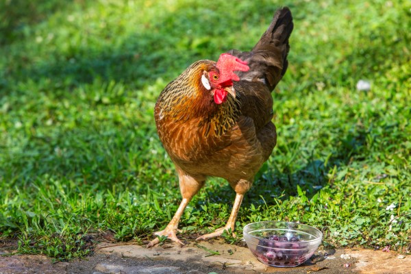  A los pollos les encantan los restos de cocina