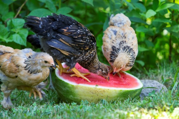 スイカ:鶏のための御馳走