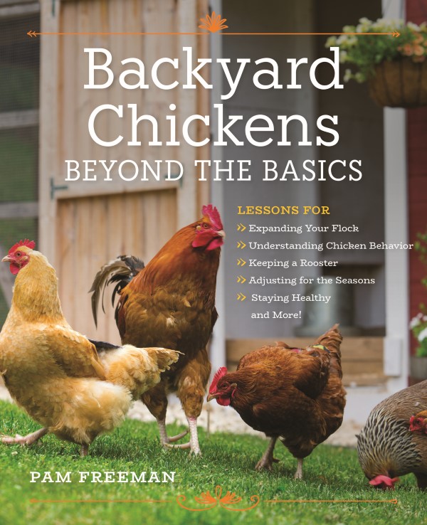 achtertuin kippen: Beyond the Basics door Pam Freeman