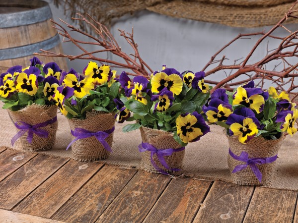 Pansy favors