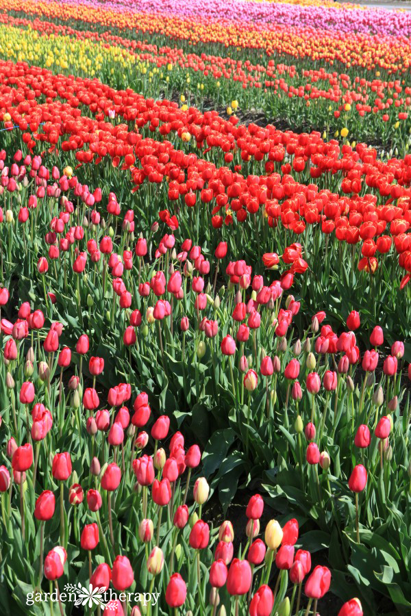 Tour a tulip festival