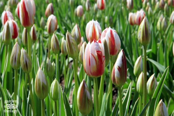 Tour a tulip festival