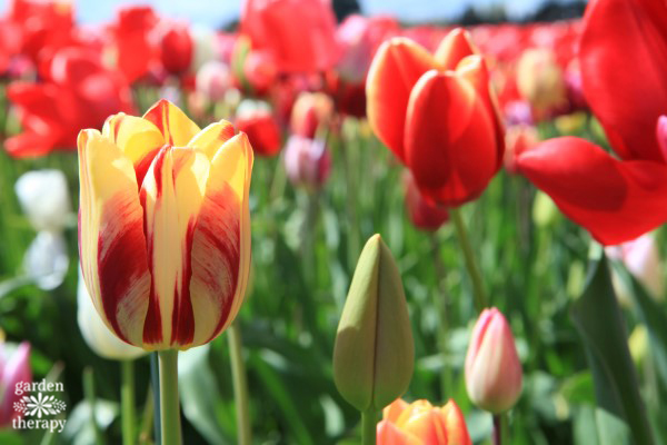 Tulips grown from fall bulbs