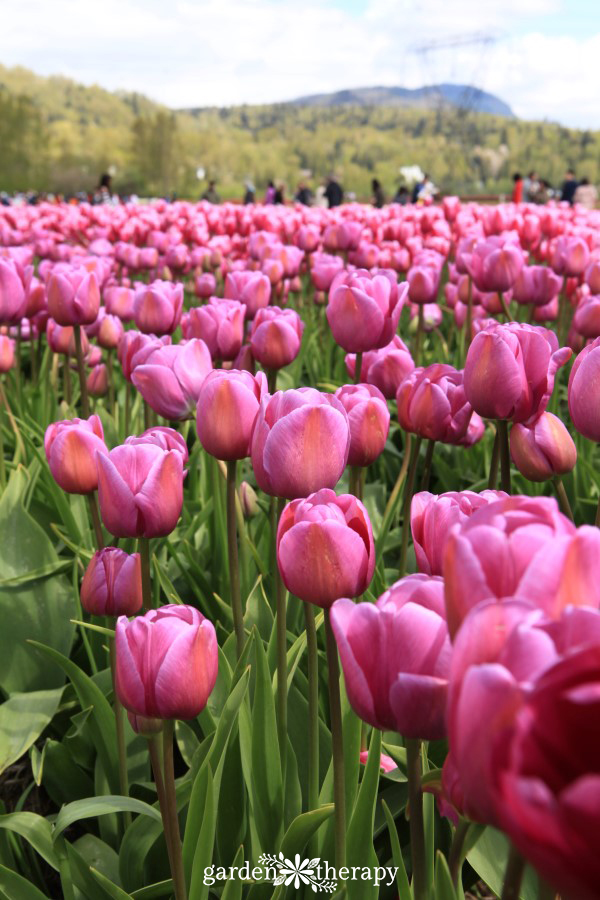 field of magenta annual tulips at a tulip festival