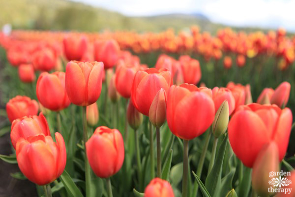 red tulips growing in a field at a tulip festival