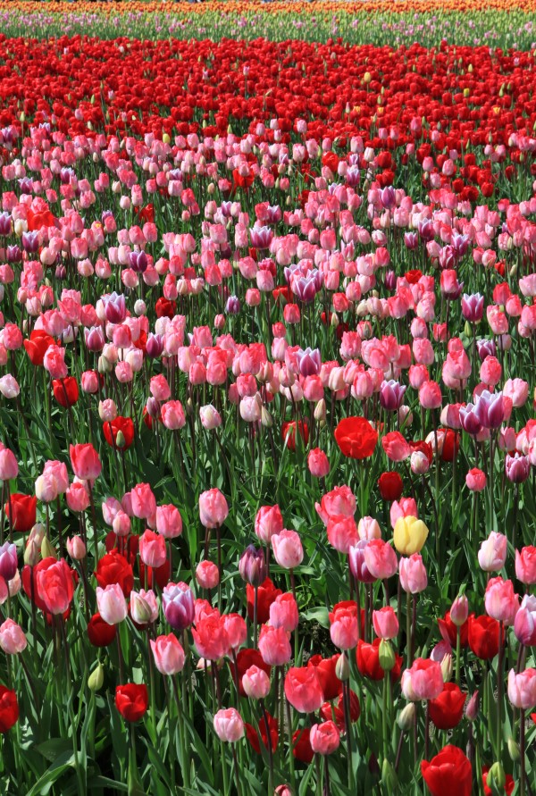 Tour a tulip festival