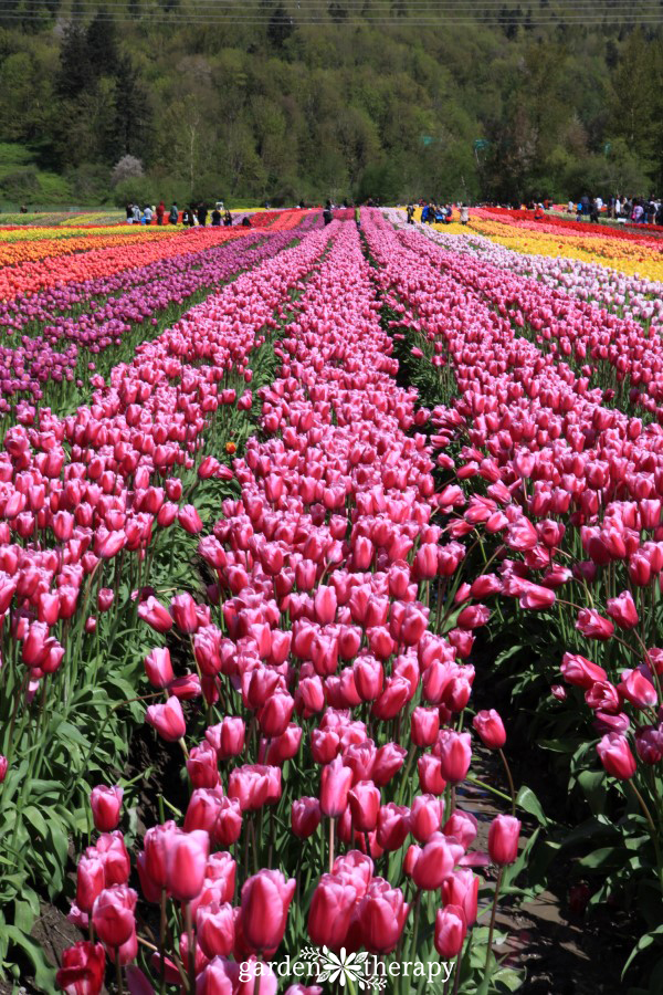 Tour a tulip festival