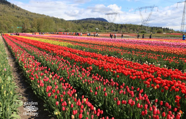 Tour a tulip festival