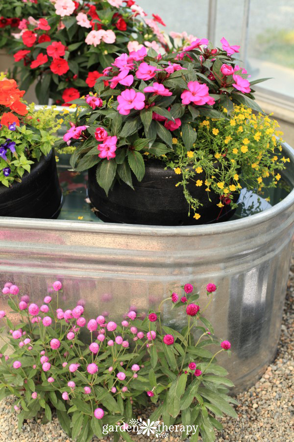 floating SunPatiens planter