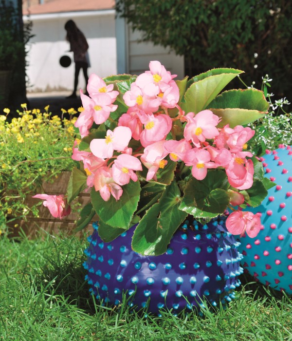 Begonia planted in a plastic ball