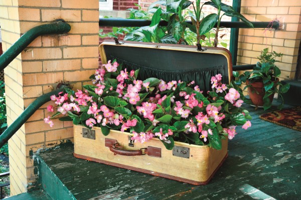 Plant begonias in a vintage suitcase