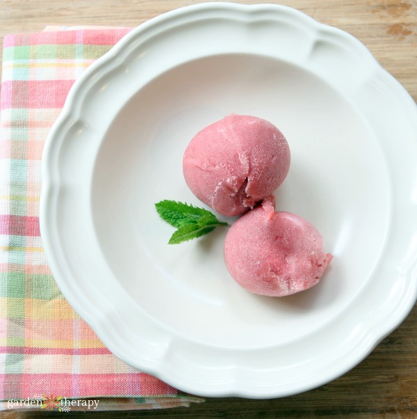 Dish of homemade rhubarb sorbet