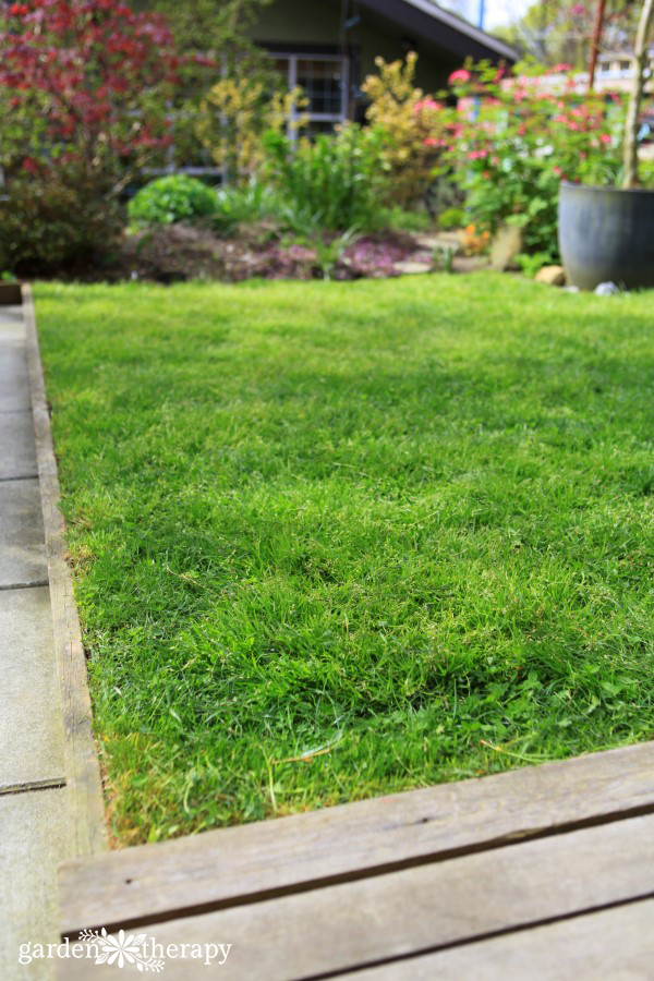 grass lining a raised garden bed