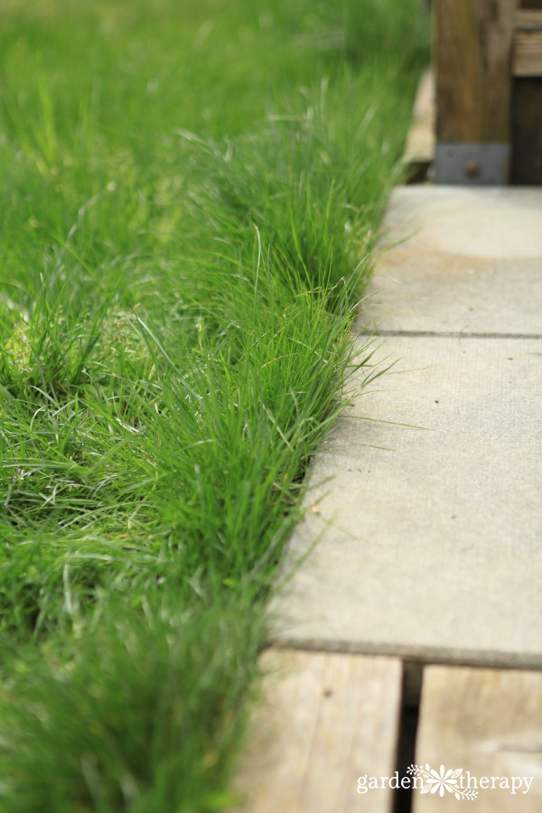 Mowing with my mini reel mower/ /calcium magnesium application 