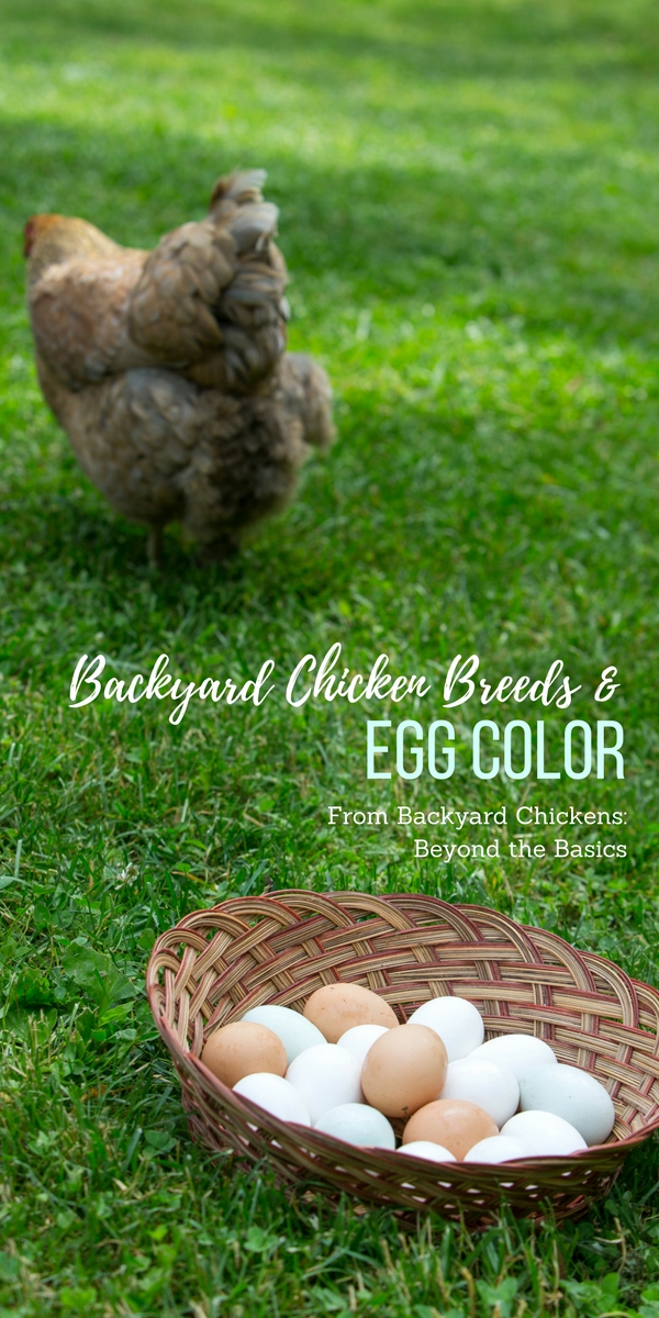 Pam's Backyard Chickens: Brahma Chicken - Breed Spotlight