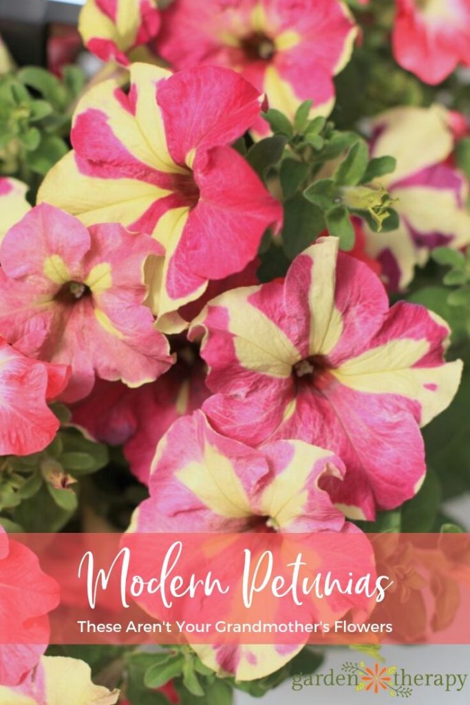 Modern Petunias in Pink and Yellow Stripes