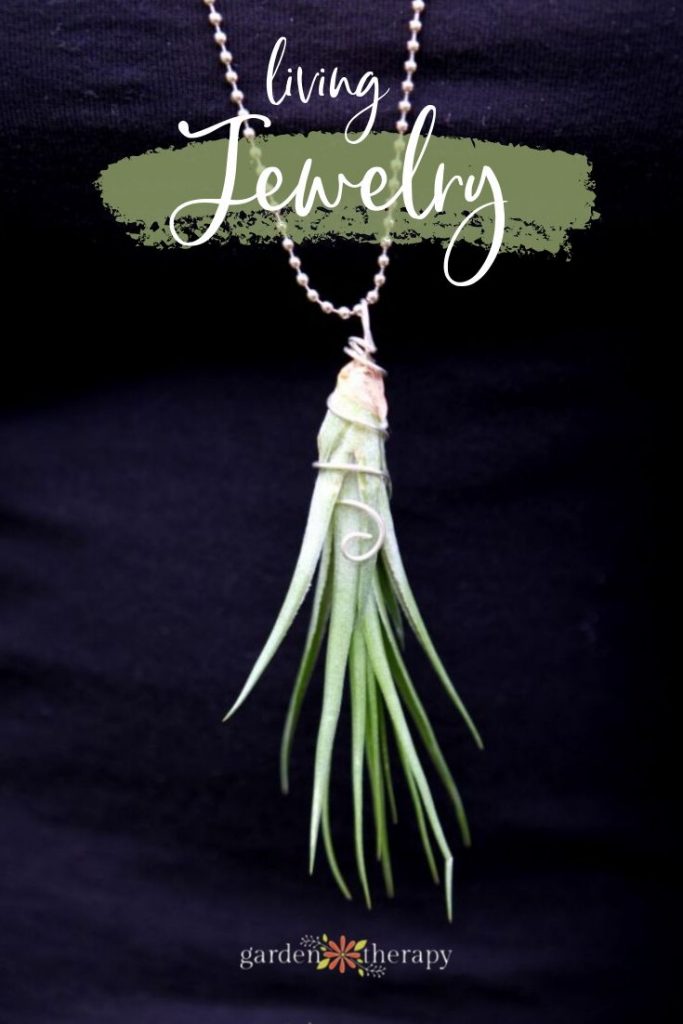 Gorgeous Living Jewelry with Air Plants