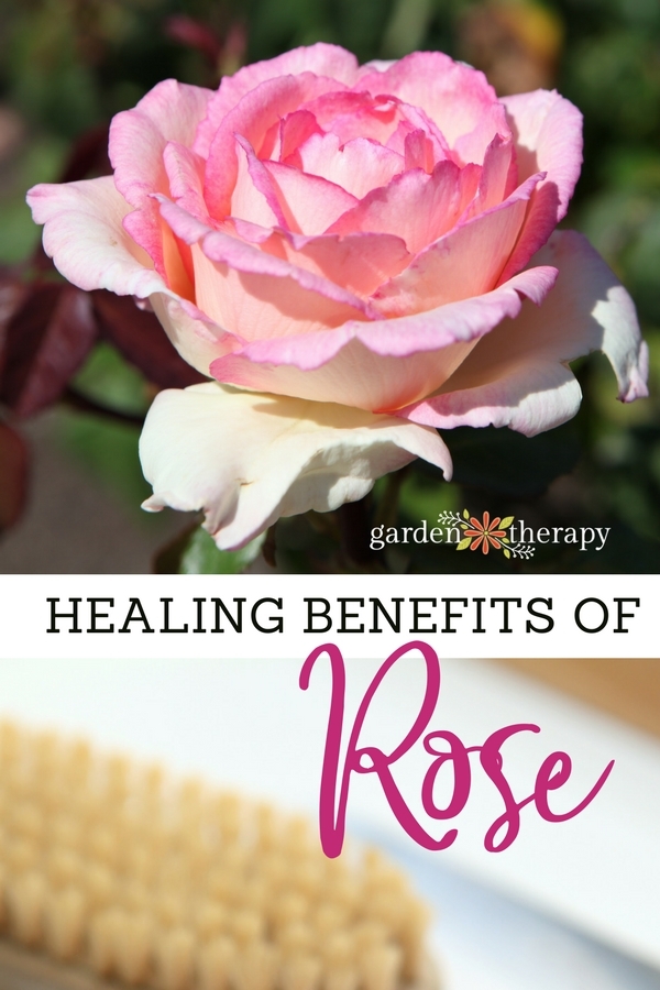 Healing Benefits of Rose for Beauty Products - Garden Therapy