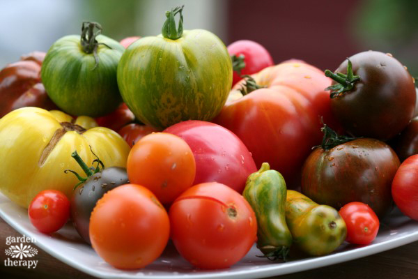 green, red, yellow, and black heirloom tomatoes