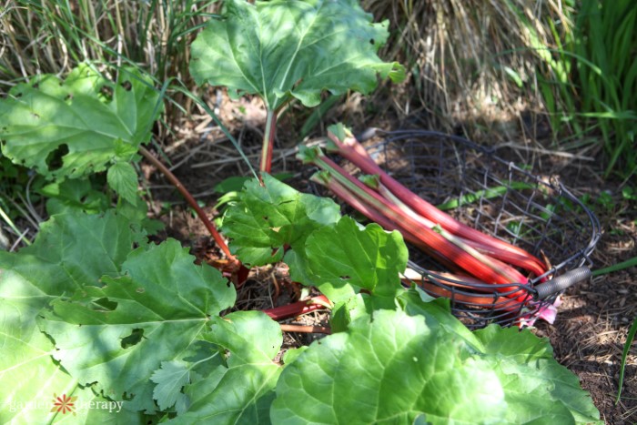 growing rhubarb and harvested rhubarb stalks