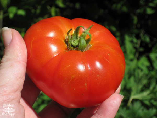 A homegrown Tasti-Lee tomato