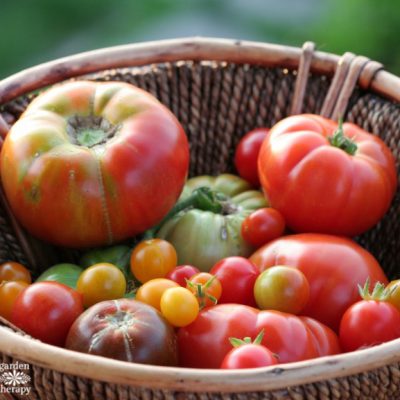 Grow the best tomatoes in town with these tips