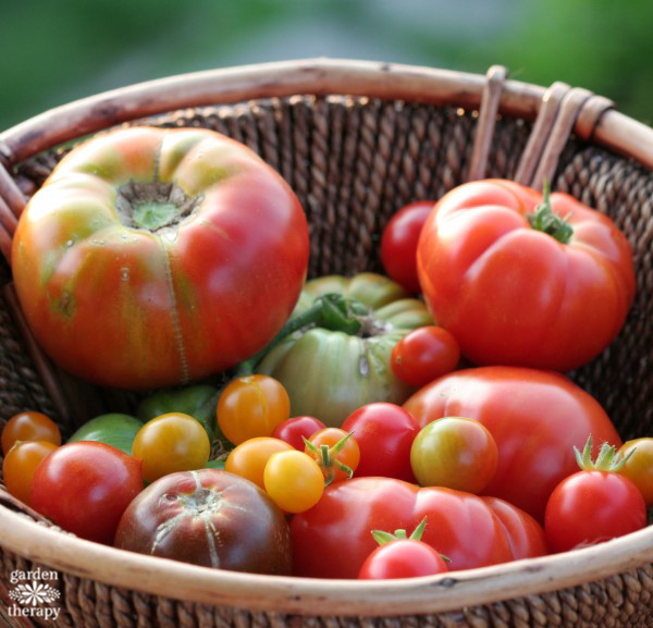 homegrown tomatoes in a wicker basket