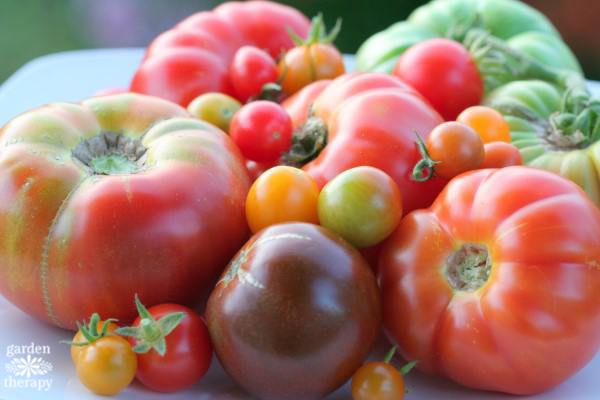 different varieties of tomatoes grouped together