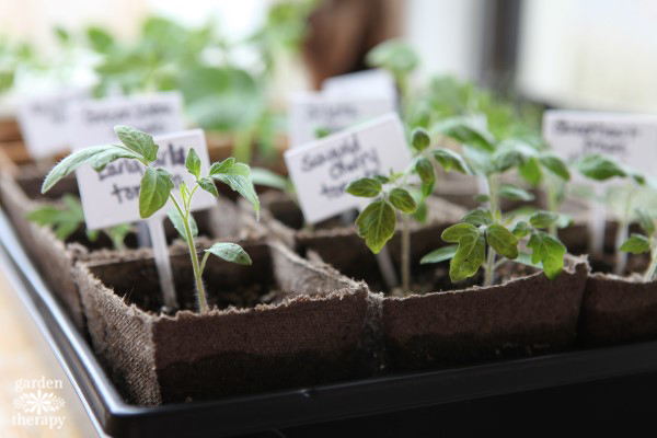 seeds sprouting in containers