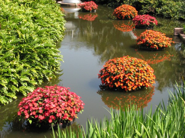 pond planters