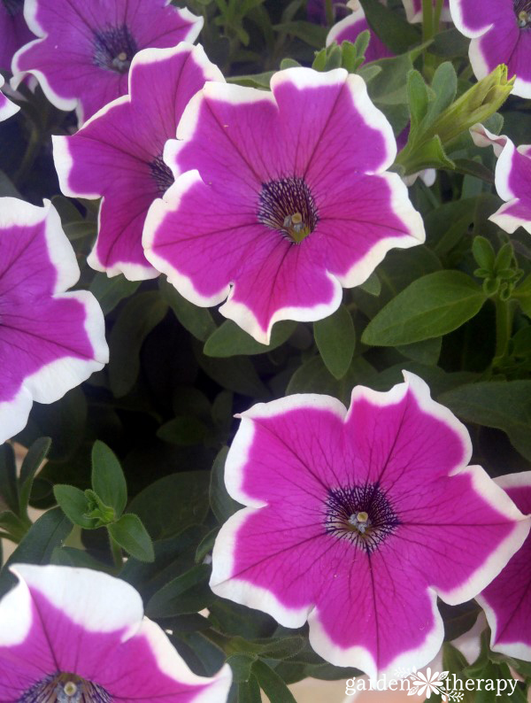 This list of Modern Petunia Varieties is amazing