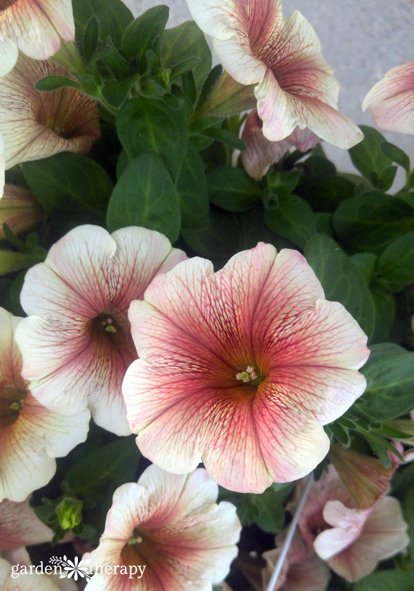 This list of Modern Petunia Varieties is amazing