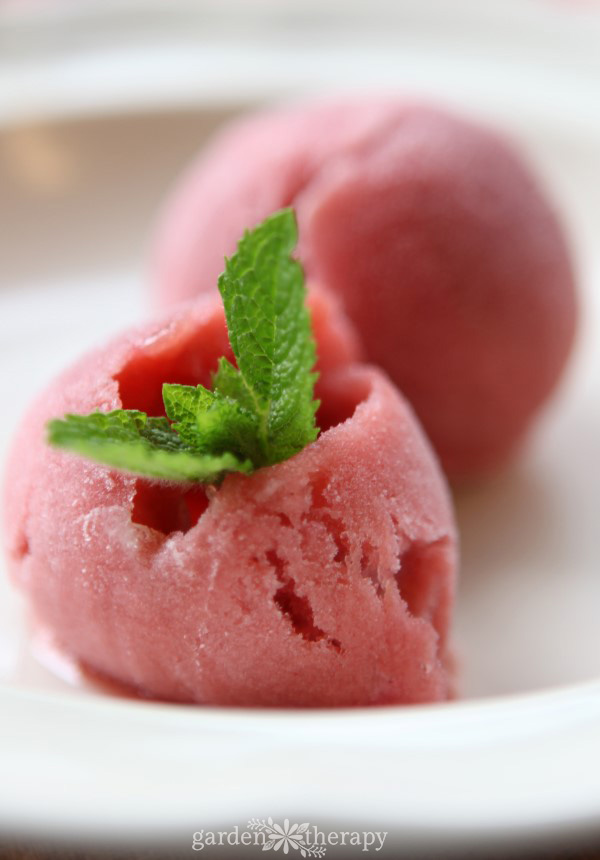 Rhubarb sorbet with garden-fresh mint