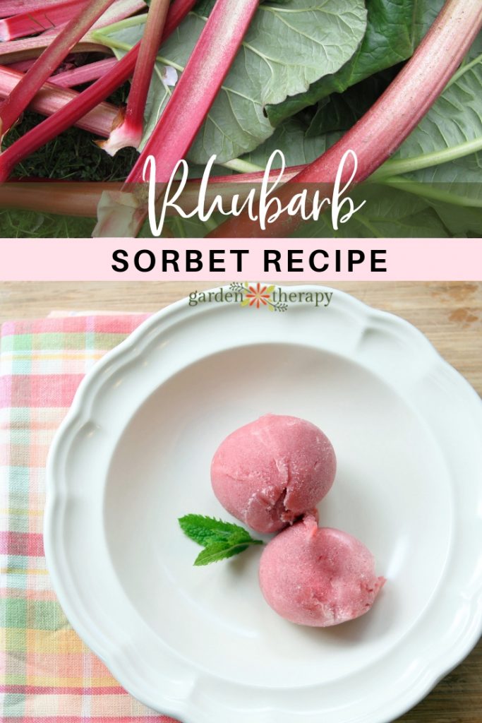 Rhubarb sorbet without ice best sale cream maker