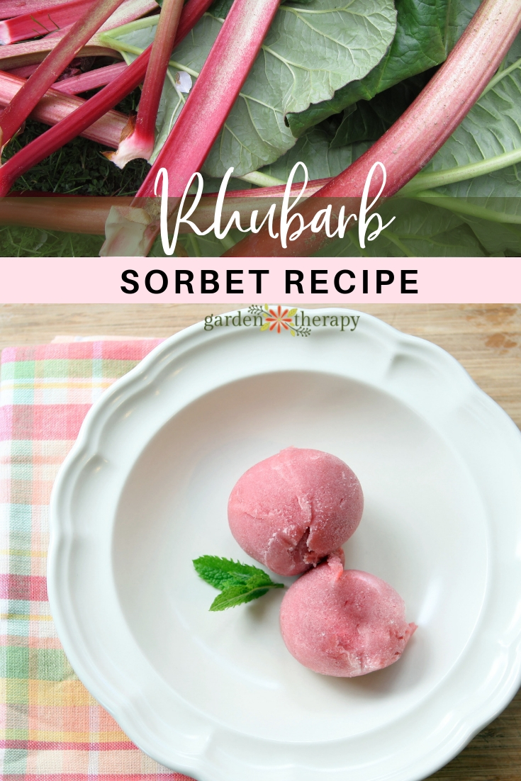 Rhubarb Sorbet Recipe