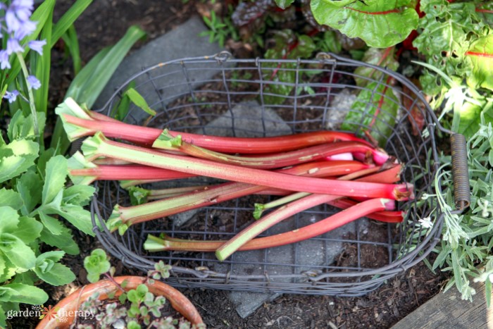 freshly harvested rhubarb in a wire basket