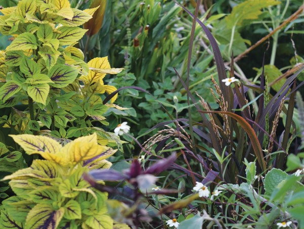 Plant edibles at the edge of the garden for a smart landscaping solution