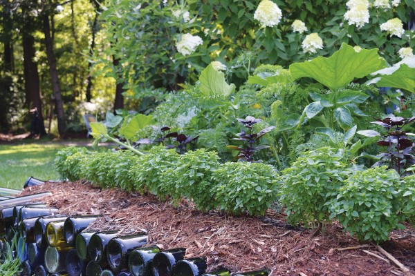 Edible edges in the garden