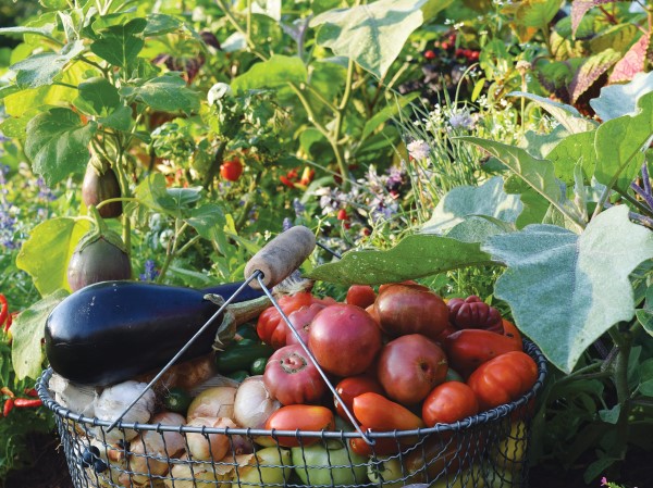 Garden Veggies for Foodscaping