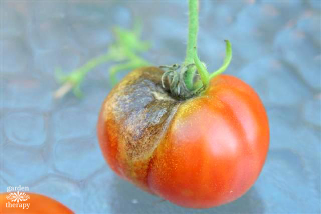 Tomato Blight on a homegrown tomato