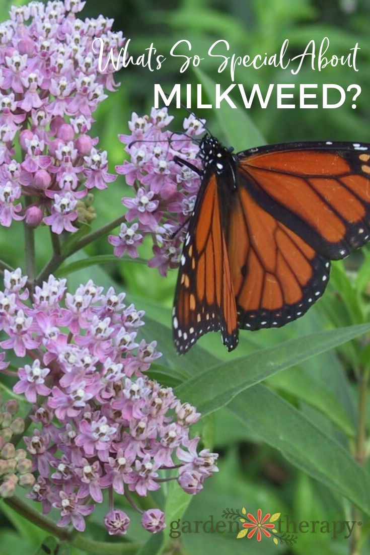 What's So Special About Milkweed? - Garden Therapy