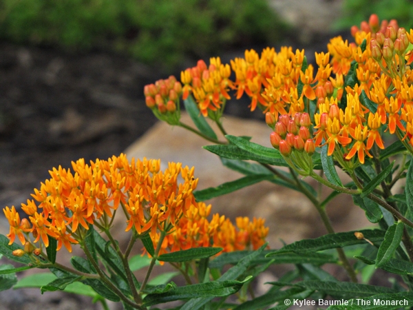 Butterfly weed