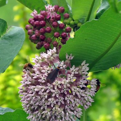 common milkweed