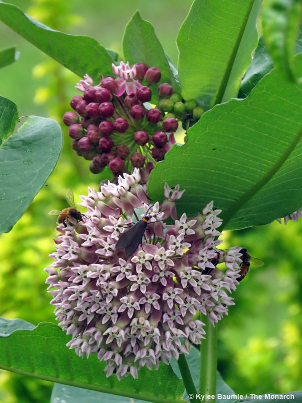 common milkweed