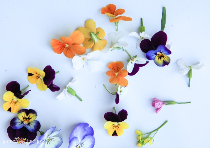 Edible Flower Ice Cubes - GROWING WITH GERTIE