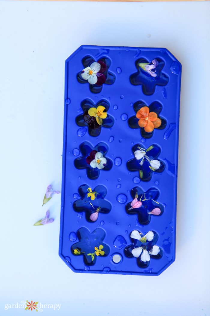 flowers in ice cube tray