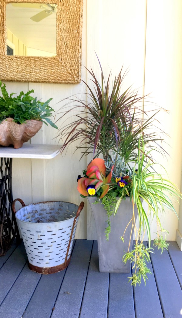 Dracaena, Spider Plant, Succulents, and Pansies