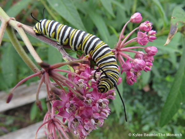 Monarch caterpillar on milkweed