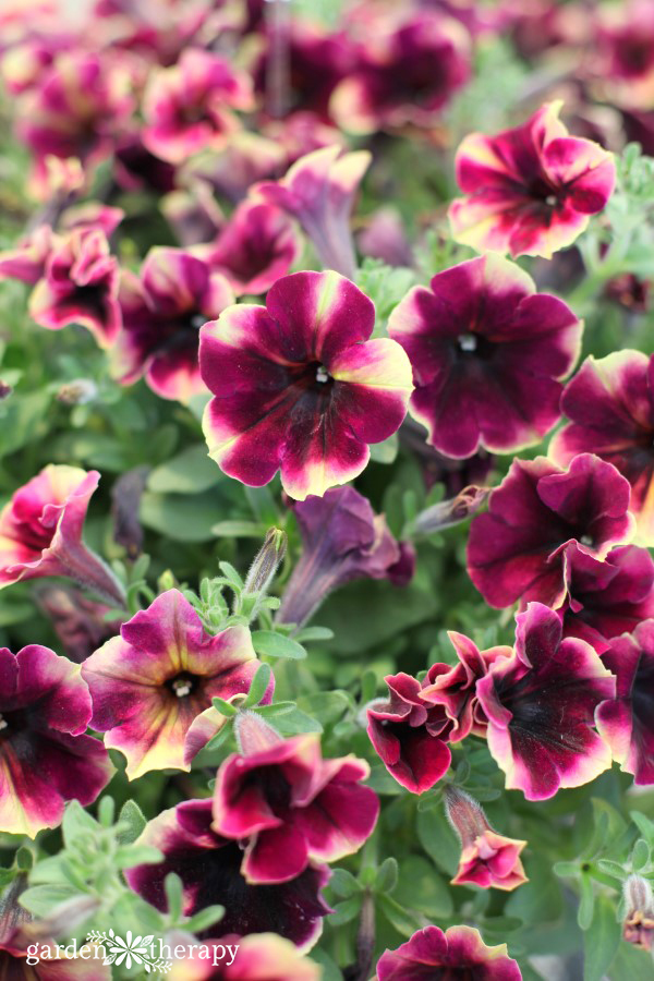 This list of Modern Petunia Varieties is amazing