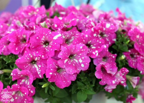 This list of Modern Petunia Varieties is amazing